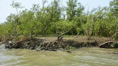 Eroded Riverbank with Trees and Flowing Water Stock-Footage 331702729
