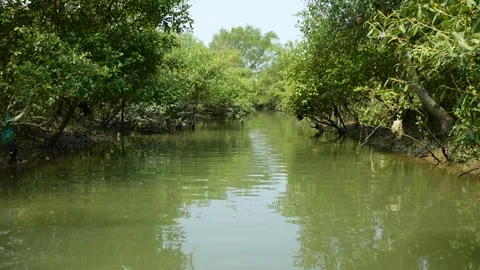 Eroded Riverbank with Trees and Flowing Water Stock Footage 331703399