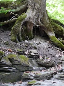 Eroded Riverbed Tree Roots, Moss and Rocks Foto stock