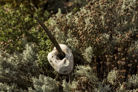 An eroded rock on a stick as garden decor at the site of Prospect Cottage, a Vic Stock Photos