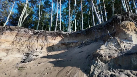 Eroded sand dune with beech trees on forms a cliff on Baltic Sea beach in O.. Stock Footage 319408943