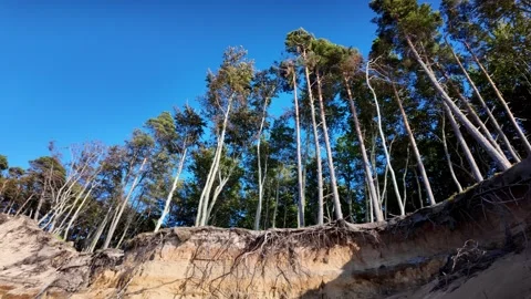 Eroded sand dune with beech trees on forms a cliff on Baltic Sea beach in O.. Stock Footage 319408958