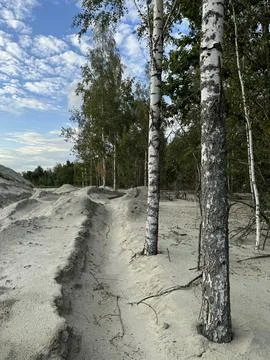 Eroded sandy path winding through birch trees Stock Photos