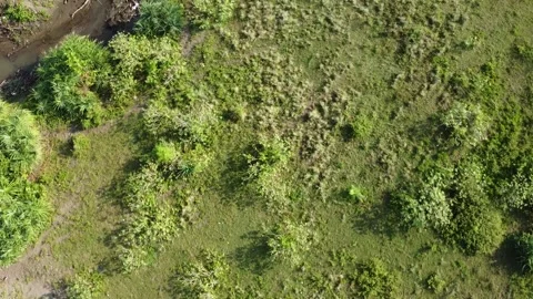 Eroded sea pandanus Stock Footage 244855985