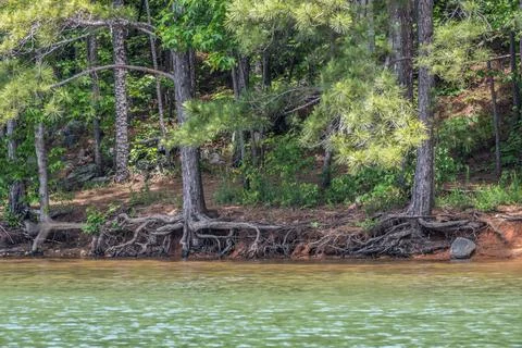 Eroded shoreline at the lake Stock Photos