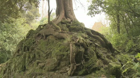 Eroded stream bed tree survives Stock Footage 796568