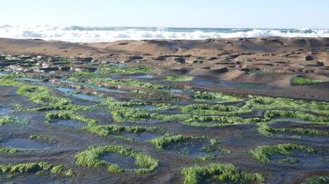 Eroded tide pool rock formation in California. Littoral intertidal tidepool zone Stock Photos