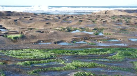 Eroded tide pool rock formation in California. Littoral intertidal tidepool zone Stock Photos