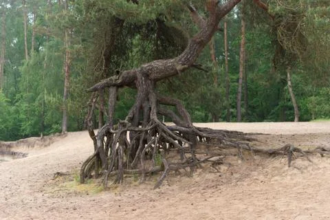 Eroded tree roots Stock Photos