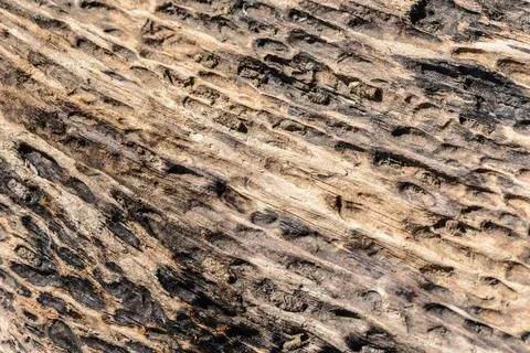 Eroded Tree Trunk A tree trunk eroded by the water and the river sand Copy... 스톡 사진