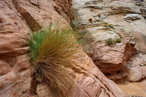 Eroded by water and wind cliffs in the canyon, Little Wild Horse Canyon, Sa.. Stock Photos