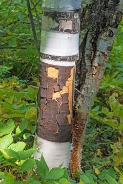 Eroding Birch Bark in the Sun Stock Photos