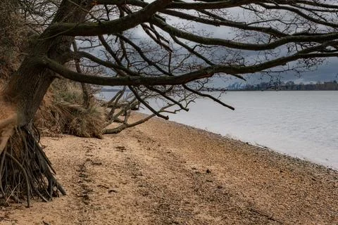 Eroding tree lined riverbank clinging to life Stock Photos