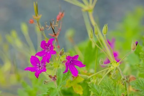Erodium manescavi. Stock Photos