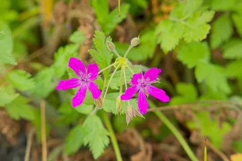 Erodium manescavi. Stock Photos