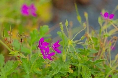 Erodium manescavi. Fotos Stock