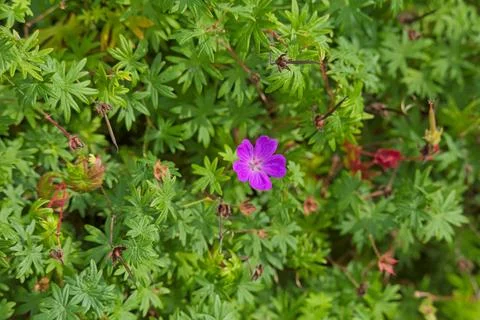 Erodium manescavi. Foto stock