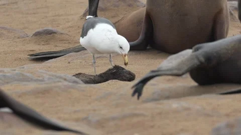 ERONGO, NAMIBIA – 2026/10/11: Kelp Gull Feeding on Head of Deceased Brown Fur Video stock 348489280
