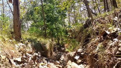Erosion in the Forest Ground Stock-Footage 340018924