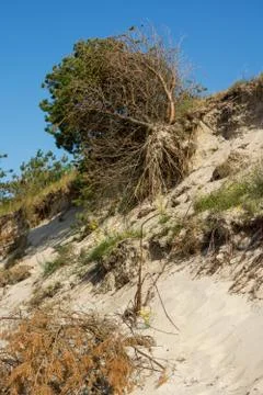Erosion process on a sandy cliff Stock Photos
