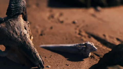 Erosion reveals bones and shells on the sandy shore during low tide Stock Footage 340985626
