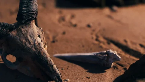 Erosion reveals bones and shells on the sandy shore during low tide Stock Footage 340986249
