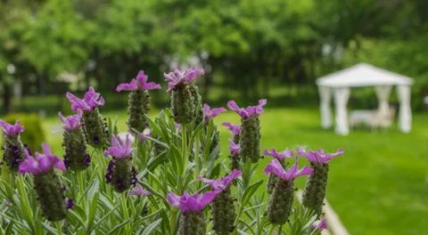 Errace restaurant in the park, with a table setting. Stock Photos