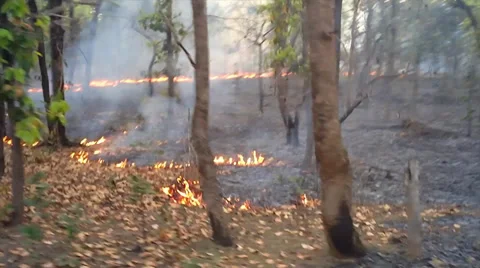 Erratic video of bizarre lines of fire in the leaf litter of a forest in India. Stock Footage 37516167