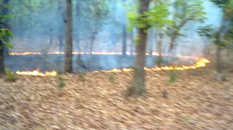 Erratic video of bizarre lines of fire in the leaf litter of a forest in India. Stock Footage 37516178