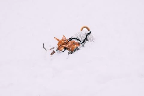 Error 404 Page Not Found Concept. Young Funny Dogs Red Brown Miniature Pinscher Stock Photos
