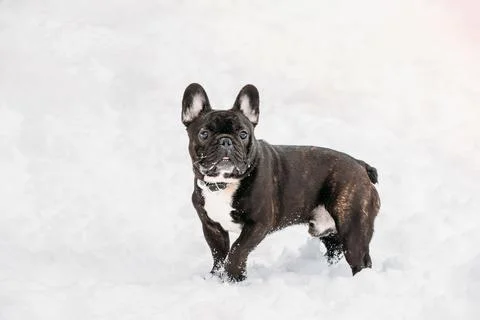 Error 404 Page Not Found Concept. Playful Pets Outdoor. Adult Black French 写真素材