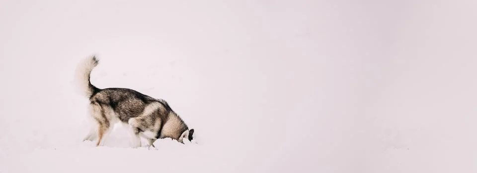 Error 404 Page Not Found Concept. Young Husky Dog Play And Fast Running Outdoor Stock Photos