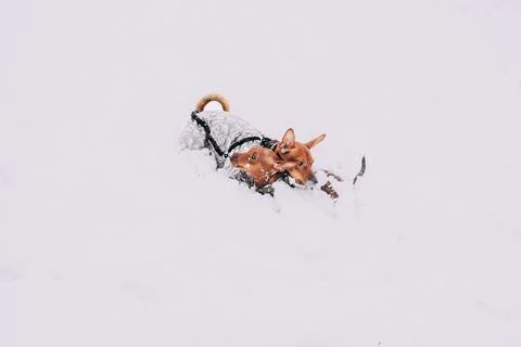 Error 404 Page Not Found Concept. Young Funny Dogs Red Brown Miniature Pinscher Stock Photos