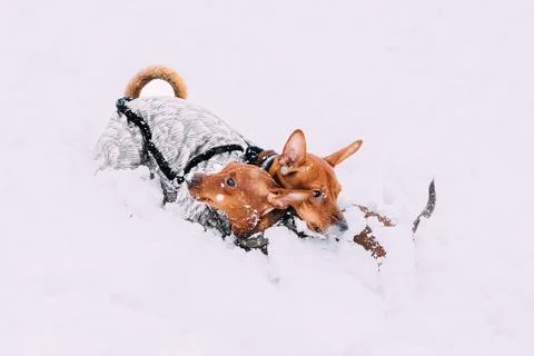 Error 404 Page Not Found Concept. Young Funny Dogs Red Brown Miniature Stock Photos