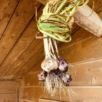 Erste Knoblauchernte Stock Photos