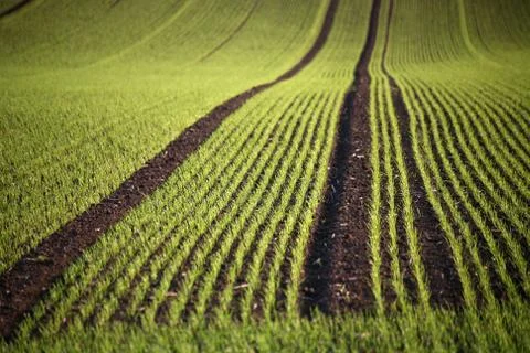 Erstes Grün Stock Photos