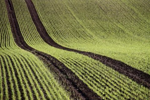 Erstes Grün Stock Photos