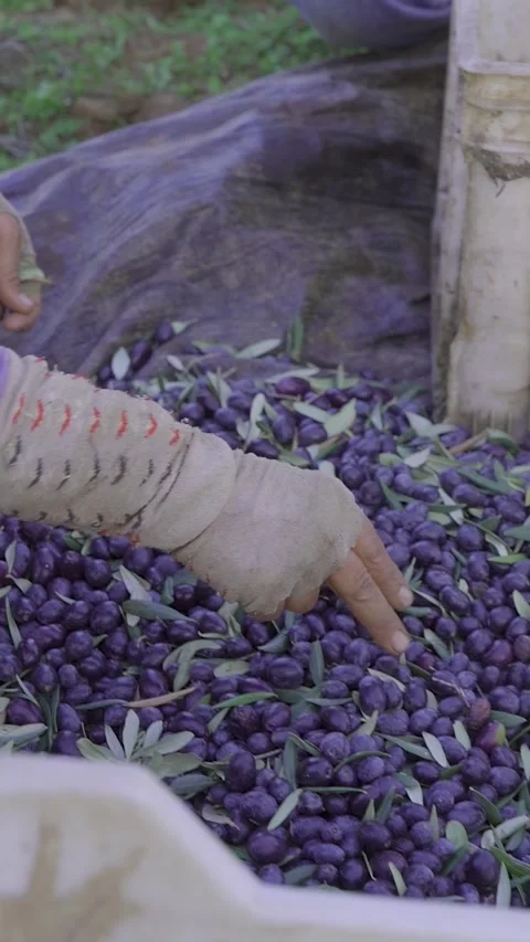 Ertical Close-up of Women's Hands Manually Sorting Organic Black Olives. Stock Footage 328058011