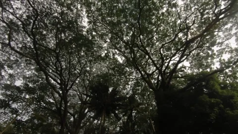 Ertical look up and down pane view tropical forest with dense tropical vegetatio 스톡 동영상 245443881