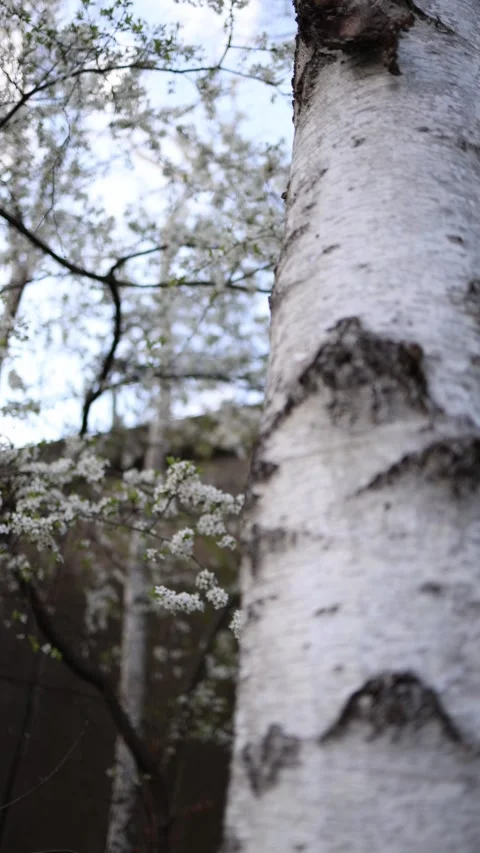 Ertical screen birch tree trunk white bark spring forest blooming background pur Stock Footage 306007435