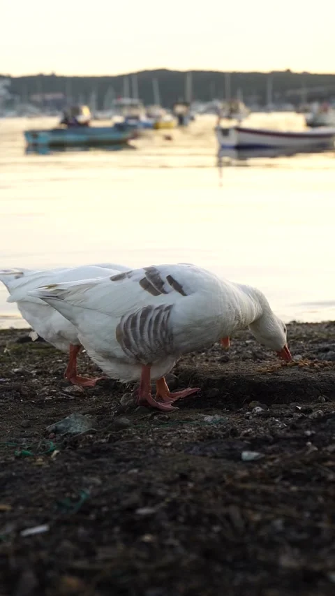 Ertical Shot of Two White Geese Feeding on Dog Food from the Ground. Видео 328093406