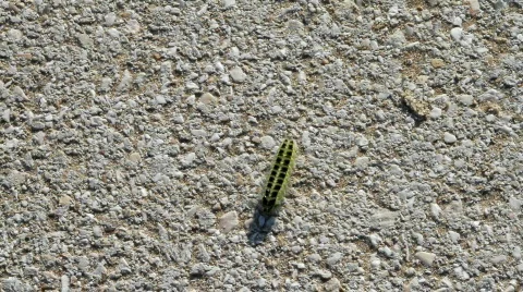 Eruca 스톡 동영상 746103