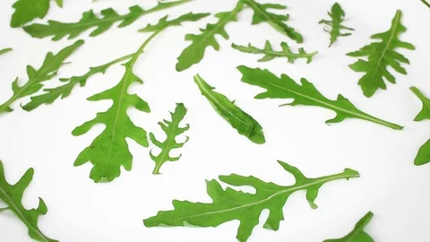 Eruca sativa gardet rocket Brassicaceae used as a leaf vegetable for its fresh Stock Footage 99326053