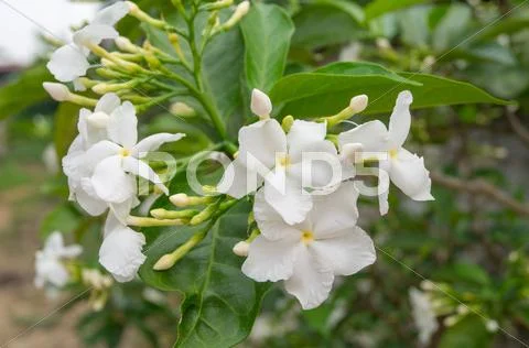 Ervatamia flower Stock Photos