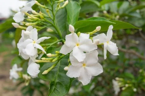 Ervatamia flower Stock Photos