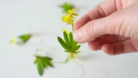 Erycina pusilla (synonym Psygmorchis pusilla) on the background of the same bloo Stock Footage 112280853