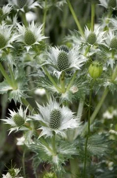 Eryngium Stock Photos