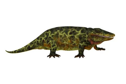 Eryops Amphibian Stock Illustration