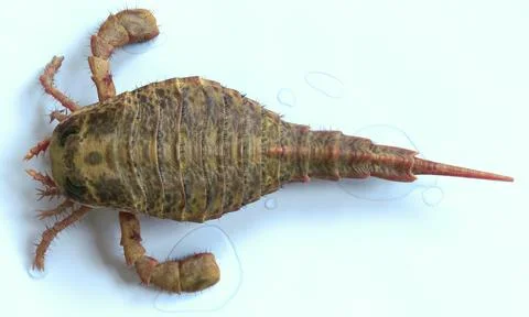 Erypterus Up-Close Illustrazione stock