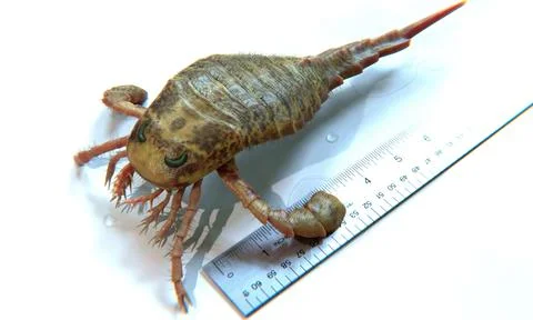 Erypterus Up-Close With Ruler for Scale Stock Illustration